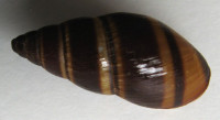 Scholvienia jelskii 2)  (Lubomirski, 1879)
